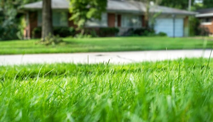 Turf