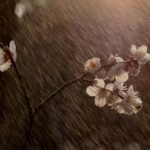 Cost-Effective Garden Drainage Solutions Cost-Effective Garden Drainage Solutions