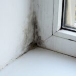 Top 5 Benefits of Hiring a Pro to Get Rid of Mould in Your Home or Business